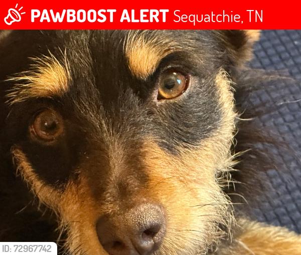 Lost Female Dog last seen Near coppinger cove 6 sequatchie Tn, Sequatchie, TN 37374