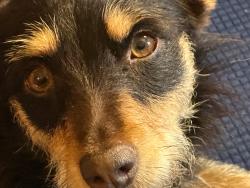 Lost Female Dog last seen Near coppinger cove 6 sequatchie Tn, Sequatchie, TN 37374