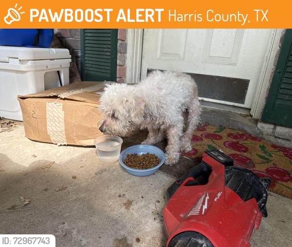 Found/Stray Male Dog last seen Planters hse Lane, Harris County, TX 77449