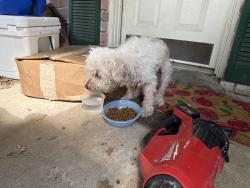 Found/Stray Male Dog last seen Planters hse Lane, Harris County, TX 77449