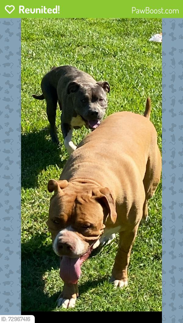 Reunited Unknown Dog last seen Yokley Road, Lexington, NC, Davidson County, NC 27374