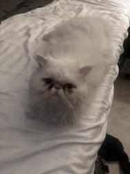 Reunited Male Cat last seen Near northfield neighborhood , Denver, CO 80238