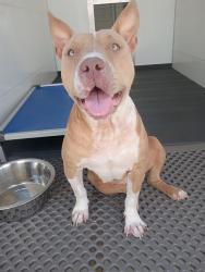 Shelter Stray Female Dog last seen N CEDAR ST X E LYNWOOD DR, San Bernardino, CA 92401