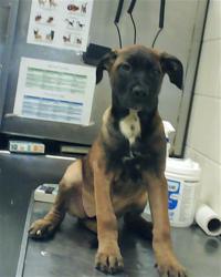 Shelter Stray Female Dog last seen Near BLOCK ATLANTIC AVE, FAYETTEVILLE NC 28306, Fayetteville, NC 28306