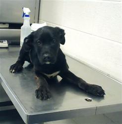 Shelter Stray Female Dog last seen Near BLOCK ATLANTIC AVE, FAYETTEVILLE NC 28306, Fayetteville, NC 28306
