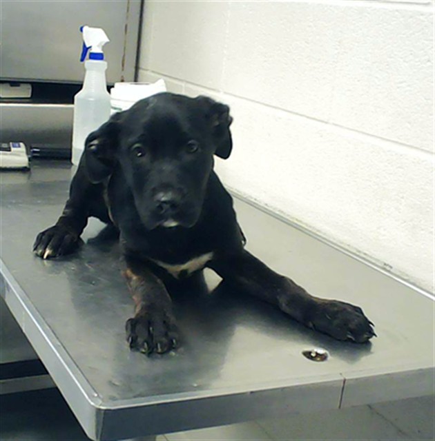 Shelter Stray Female Dog last seen Near BLOCK ATLANTIC AVE, FAYETTEVILLE NC 28306, Fayetteville, NC 28306