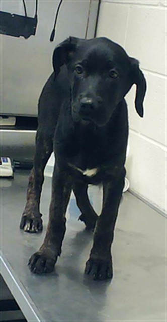 Shelter Stray Female Dog last seen Near BLOCK ATLANTIC AVE, FAYETTEVILLE NC 28306, Fayetteville, NC 28306