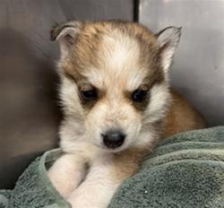 Shelter Stray Female Dog last seen N LITTLE MOUNTAIN DR X 33RD ST, San Bernardino, CA 92401