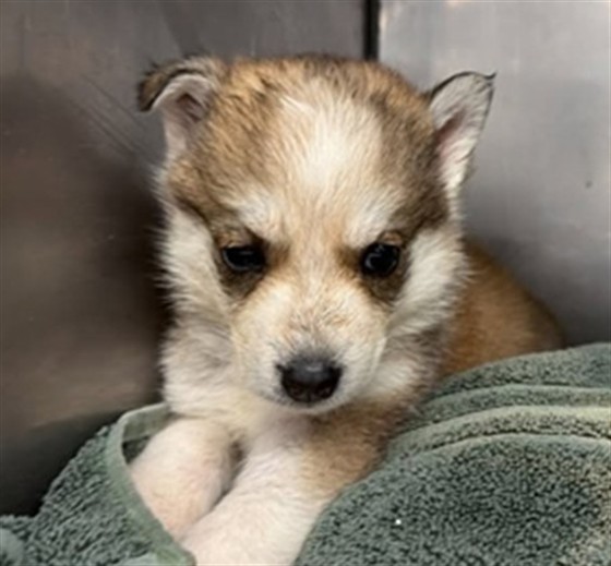 Shelter Stray Female Dog last seen N LITTLE MOUNTAIN DR X 33RD ST, San Bernardino, CA 92401