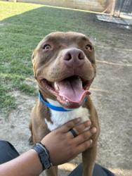 Shelter Stray Male Dog last seen 64TH ST /BAKER ST, JURUPA VALLEY CA, Jurupa Valley, CA 92509
