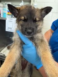 Shelter Stray Female Dog last seen N LITTLE MOUNTAIN DR X 33RD ST, San Bernardino, CA 92401