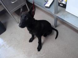 Shelter Stray Female Dog last seen DEL ROSA AVE X E HIGHLAND AVE, San Bernardino, CA 92401