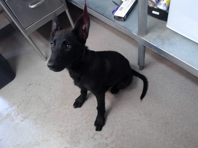 Shelter Stray Female Dog last seen DEL ROSA AVE X E HIGHLAND AVE, San Bernardino, CA 92401