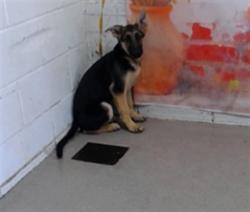 Shelter Stray Female Dog last seen DEL ROSA AVE X E HIGHLAND AVE, San Bernardino, CA 92401