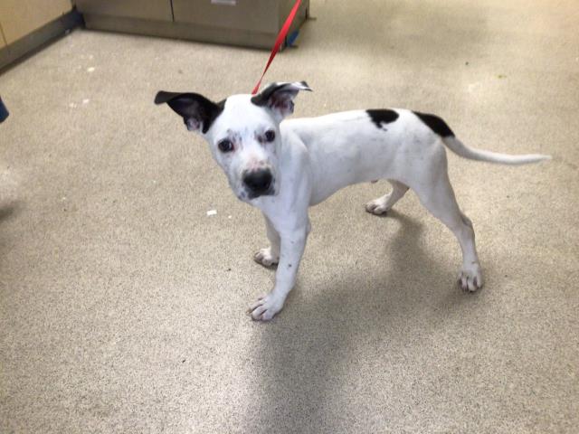 Shelter Stray Male Dog last seen UNIVERSITY AVE/FRANKLIN AVE, RIVERSIDE CA, Jurupa Valley, CA 92509