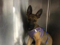 Shelter Stray Male Dog last seen Near BLOCK CORKILL RD, DESERT HOT SPRINGS CA 92241, Thousand Palms, CA 92276