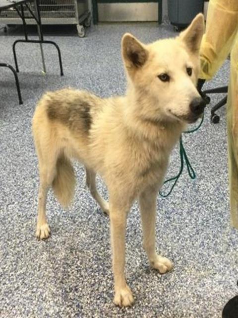 Shelter Stray Male Dog last seen Near BLOCK FALLS CREEK RD, WHITE WATER, CA, Thousand Palms, CA 92276