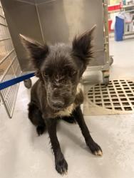 Shelter Stray Female Dog last seen Near BLOCK ALABASTER LOOP, PERRIS CA 92570, San Jacinto, CA 92582