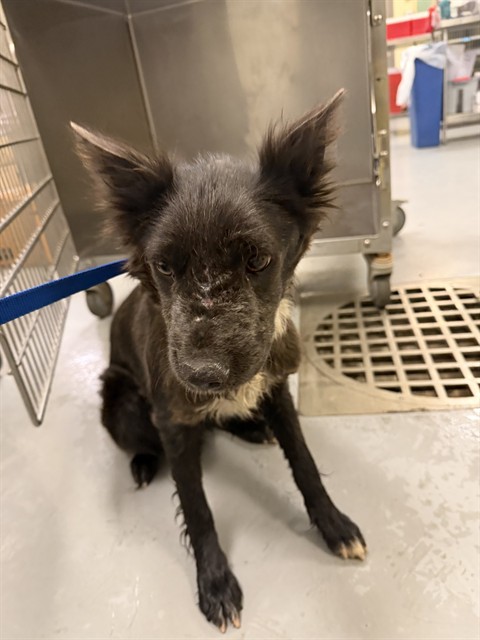 Shelter Stray Female Dog last seen Near BLOCK ALABASTER LOOP, PERRIS CA 92570, San Jacinto, CA 92582