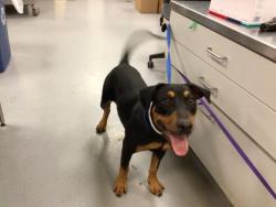 Shelter Stray Female Dog last seen WESTON/DIANA, PERRIS CA, San Jacinto, CA 92582
