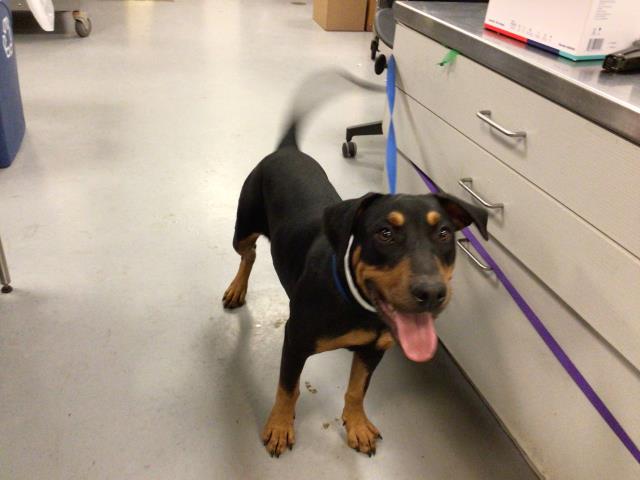 Shelter Stray Female Dog last seen WESTON/DIANA, PERRIS CA, San Jacinto, CA 92582