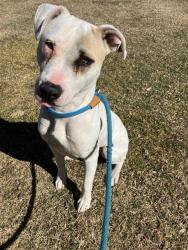 Shelter Stray Female Dog last seen CENTRAL AND WYOMING, Albuquerque, NM 87112