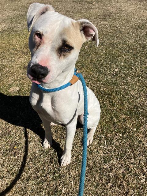 Shelter Stray Female Dog last seen CENTRAL AND WYOMING, Albuquerque, NM 87112