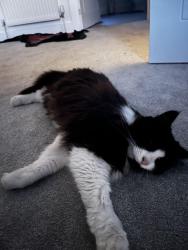 Reunited Female Cat last seen Ct53fx, Kent, England CT5 3FX