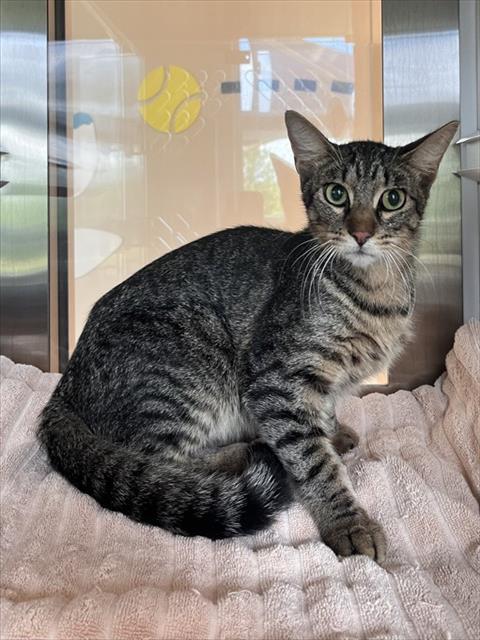Shelter Stray Unknown Cat last seen JULIE ANN DR, Pearland, TX 77581