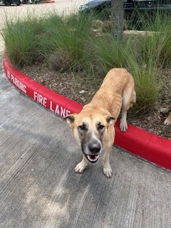 Shelter Stray Female Dog last seen N SPECTRUM, Pearland, TX 77581