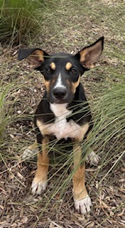 Shelter Stray Female Dog last seen N SPECTRUM, Pearland, TX 77581