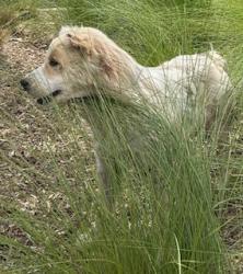 Shelter Stray Unknown Dog last seen N SPECTRUM, Pearland, TX 77581
