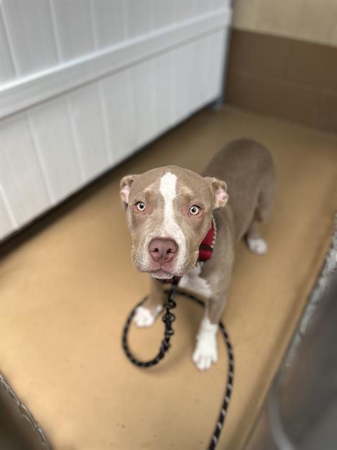 Shelter Stray Female Dog last seen WOODLAWN AVE & E ST, Chula Vista, CA 91911