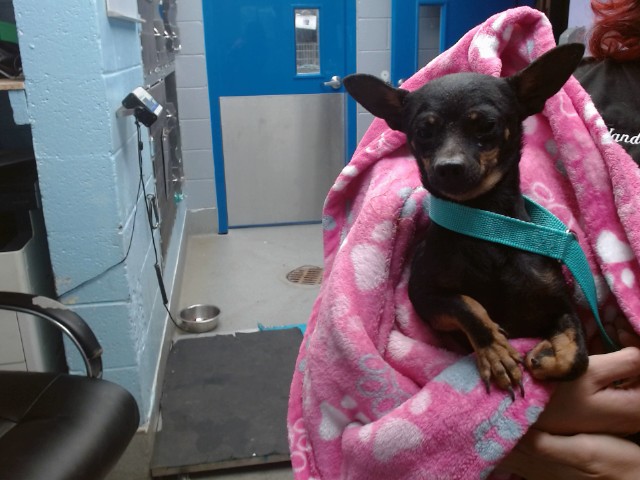 Shelter Stray Male Dog last seen Near BLOCK CENTRAL NW, Albuquerque, NM 87121