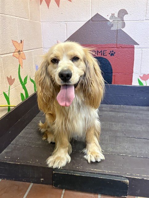 Shelter Stray Male Dog last seen , Castaic, CA 91384
