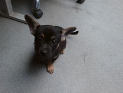 Shelter Stray Male Dog last seen SAGE / 98TH, Albuquerque, NM 87121