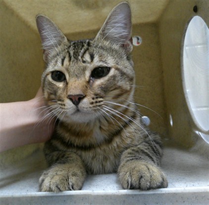 Shelter Stray Male Cat last seen Near BLOCK COUNTRY CLUB CIR, SANFORD FL 32771, Sanford, FL 32773