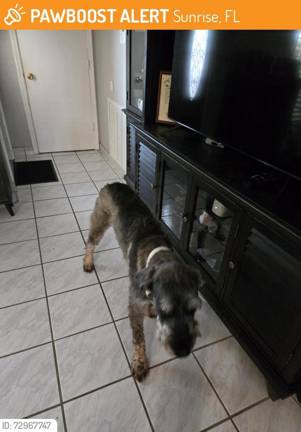 Found/Stray Male Other last seen Windward isles, Sunrise, FL 33323