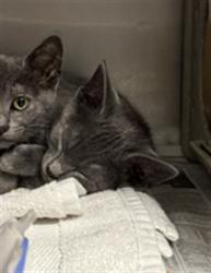 Shelter Stray Male Cat last seen , Los Angeles, CA 90025