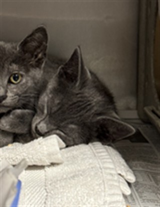 Shelter Stray Male Cat last seen , Los Angeles, CA 90025