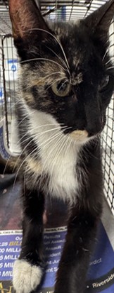 Shelter Stray Female Cat last seen , Los Angeles, CA 90025