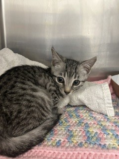 Shelter Stray Male Cat last seen Near BLOCK SW 9 PL, DAVIE FL 33325, Davie, FL 33312