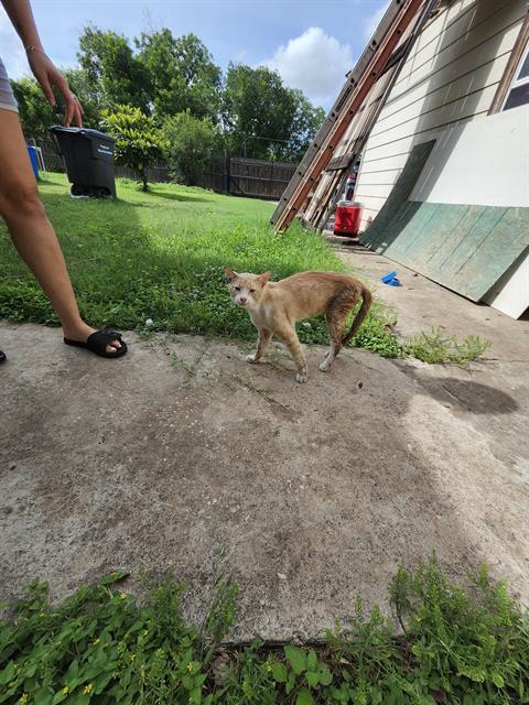 Shelter Stray Male Cat last seen Near BLOCK RAVINA ST, San Antonio, TX 78227