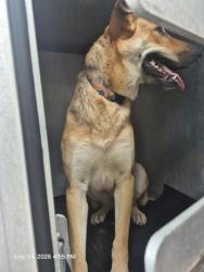 Shelter Stray Female Dog last seen DRAKE AVE, San Antonio, TX 78227