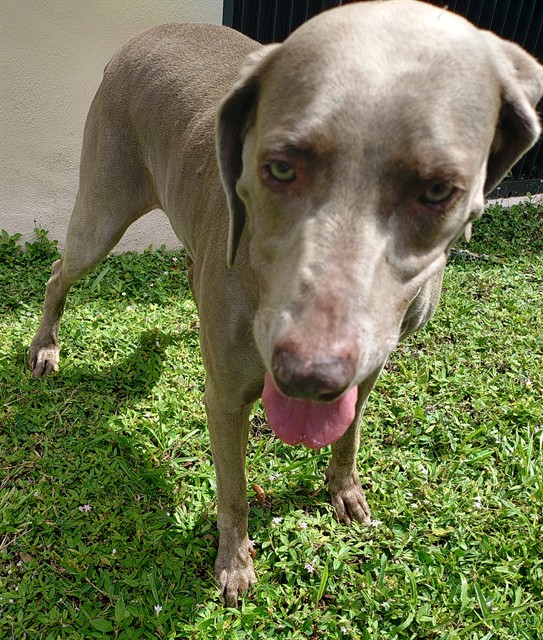 Shelter Stray Female Dog last seen Near BLOCK NW 49 AV, COCONUT CREEK FL 33073, Davie, FL 33312