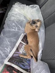Shelter Stray Female Dog last seen , San Antonio, TX 78227
