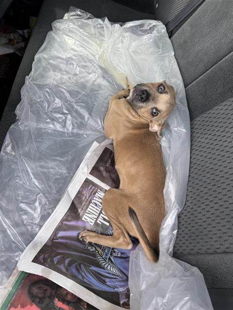 Shelter Stray Female Dog last seen , San Antonio, TX 78227