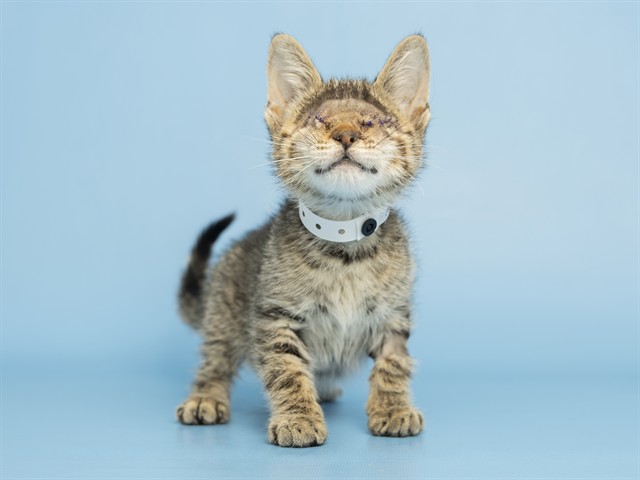 Shelter Stray Male Cat last seen Near BLOCK N EVERGREEN ST, Phoenix, AZ 85008