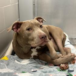 Shelter Stray Female Dog last seen MCDOWELL/SCOTTSDALE RD, Phoenix, AZ 85008