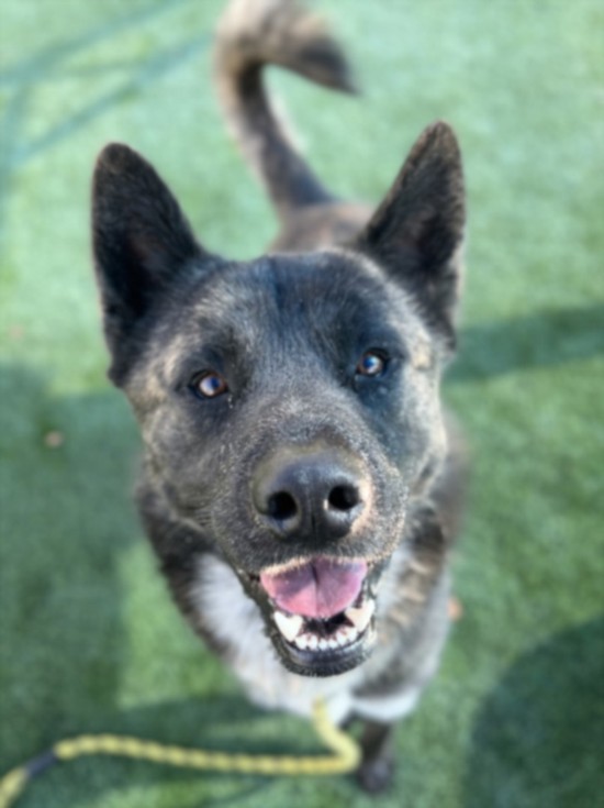 Shelter Stray Male Dog last seen , 3201 Lacy St, Los Angeles, CA 90031, USA